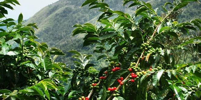 Coffee from the Bwamba region